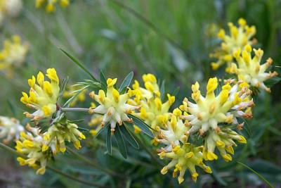 Anthyllis vulneraria Kidney-vetch Wondklaver 