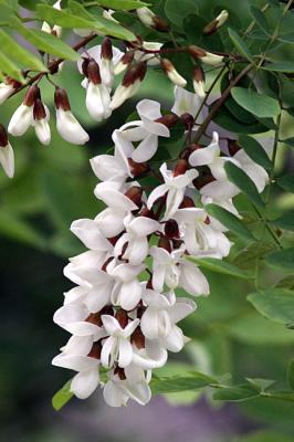 Robinia pseudoacacia Black locust, false acacia  Robinia 