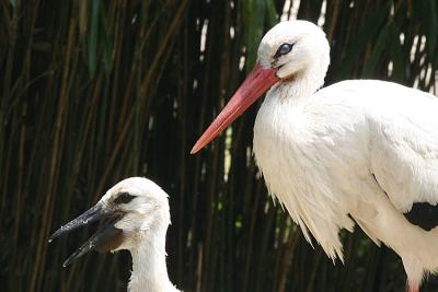 Ciconia Ciconia White stork Ooievaar