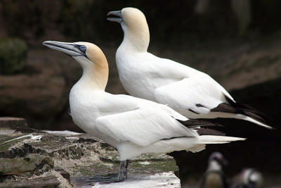 Morus bassanus Northern gannet Jan van Gent