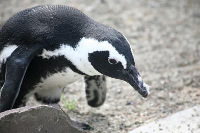Spheniscus demersus Jackass penguin Zwartvoet pingun