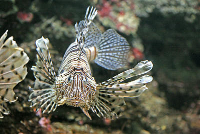 Pterois volitans Red lionfish Gewone koraalduivel 