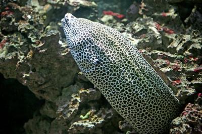 Gymnothorax favagineus Laced moray Grote netmurene