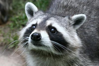 Procyon lotor Raccoon Wasbeer
