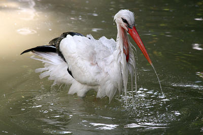 Ciconia Ciconia White stork Ooievaar