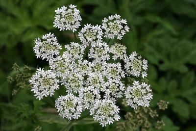 Heracleum sphondylium Hogweed Berenklauw 