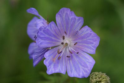 Geranium pratense Meadow cranesbill Beemdooievaarsbek