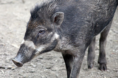 Sus cebifrons Visayan warty pig Visaya wrattenzwijn