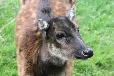 Cervus alfredi  Philippine spotted deer Prins Alfredhert