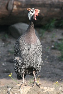 Numida meleagris Helmeted guineafowl Helmparelhoen 