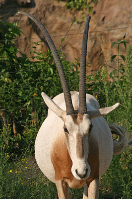 Oryx dammah Scimitar oryx  Algazel