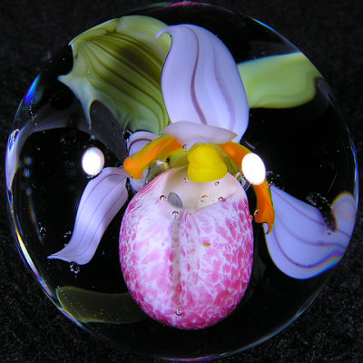 Showy Lady's Slipper Blossom Size: 1.42 Price: SOLD