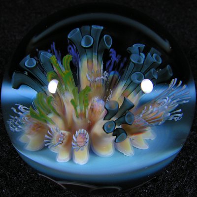 Polyp Party  Size: 1.30  Price: SOLD