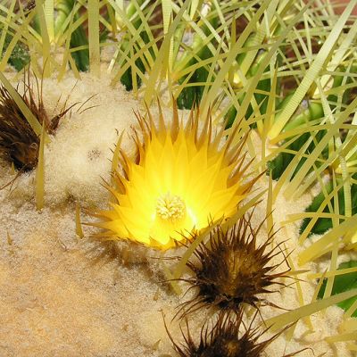 Single Bloom