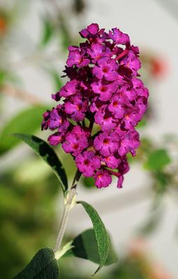PICT4858.jpg