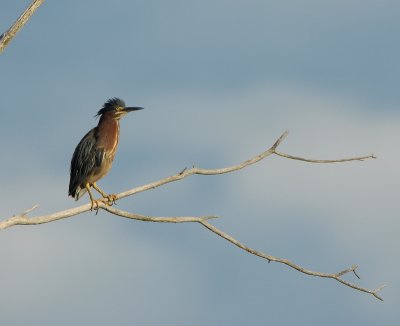 BIRDS 2011