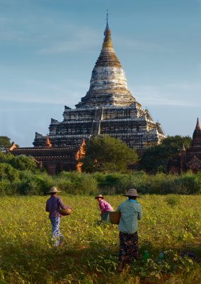 Shwesandaw Paya.Bagan