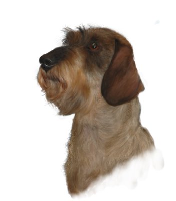 Wirehair