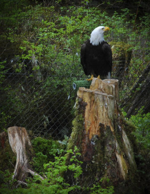 Eagle at Alaskan Raptor Center in Sitka Ak.