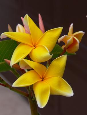 Plumeria...common name Frangipani