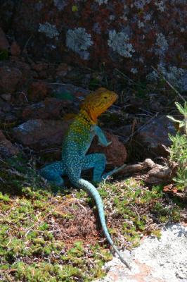 Collared Lizard (Mountain Boomer) Crotaphytus collaris.