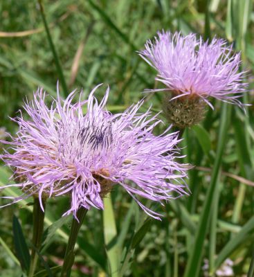 Canadian Thistle