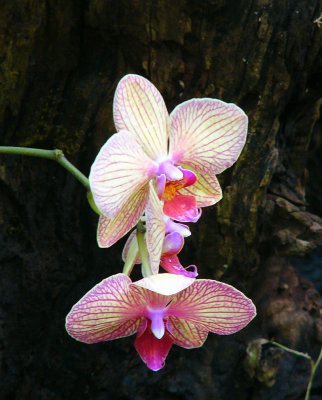 Orchid