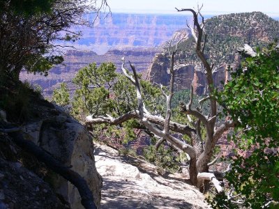 Grand Canyon North Rim109.jpg