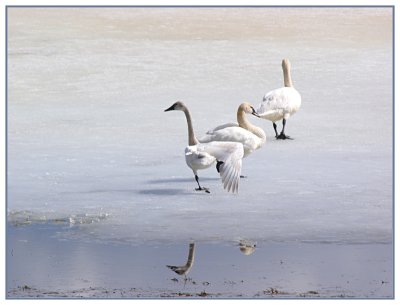 Tundra Swans on the move