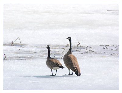 Canadian Geese pair