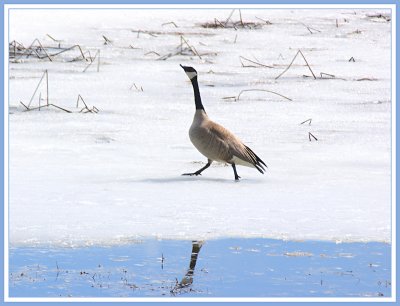 Mad Canadian Goose