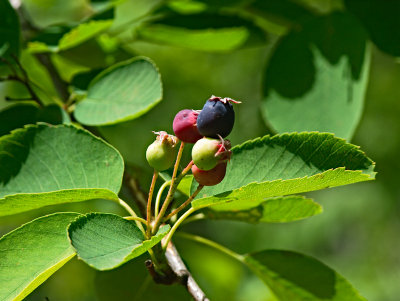 Serviceberry192_lzn.jpg