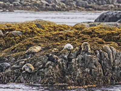  Harbor Seals