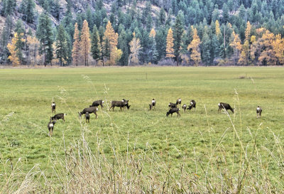 Mule Deer herd