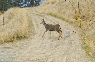 Mule deer crossing