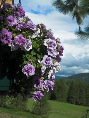 Double Petunias after the storm