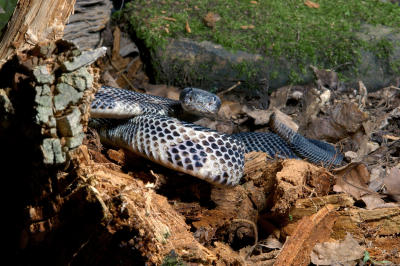 HH venom snakes-frog06152006-022 copy.jpg