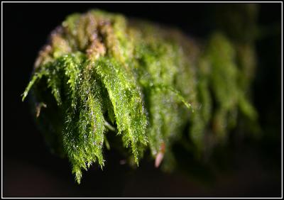 Sodden Moss