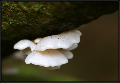 Prawn Cracker Fungus