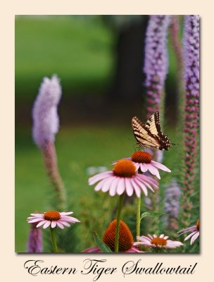 Eastern Tiger Swallowtail