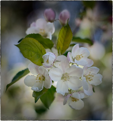 blossoms