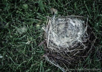 abandoned Nest