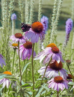 Cone Flowers.jpg