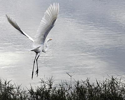 Egret taking flight.jpg