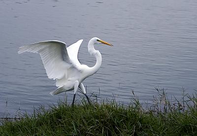 Prancing Egret.jpg