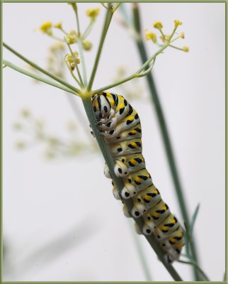 Swallowtail caterpillar