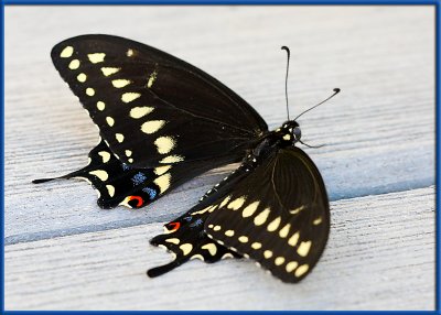 Newly emerged Swallowtail butterfly2