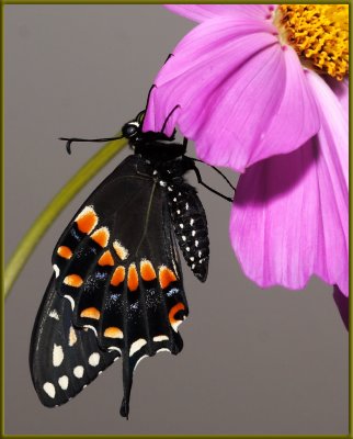 Swallowtails from caterpillar to butterfly