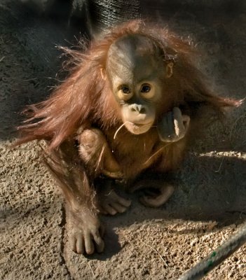 Baby Girl Orangutan