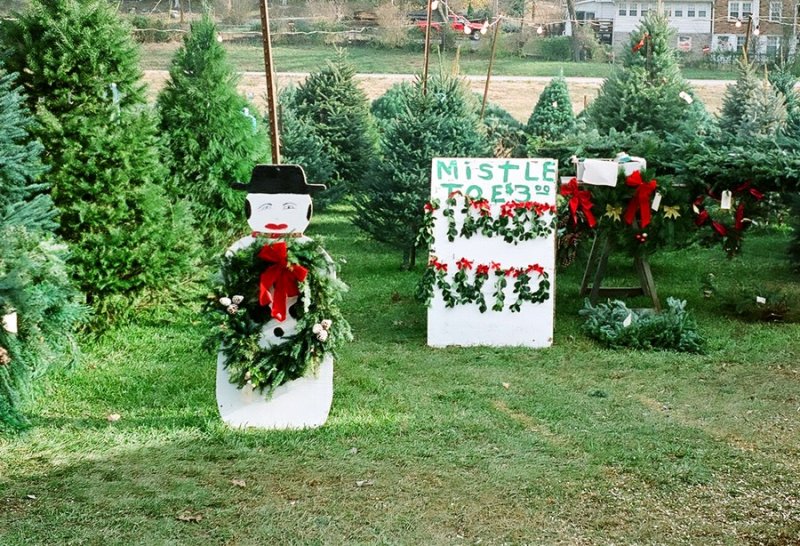 03_tree_lot.JPG